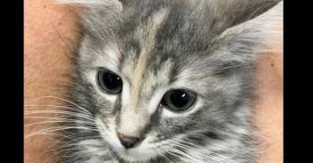 Posey -  Domestic Short Hair Cat for Adoption in Dayton, Minnesota - Posey | PetCurious