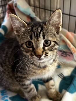 Rodeo -  Domestic Short Hair Cat for Adoption in Elizabethton, Tennessee - Rodeo | PetCurious