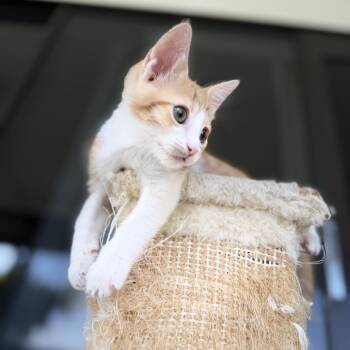 Buns -  Domestic Short Hair Cat for Adoption in Sunrise, Florida - Buns | PetCurious