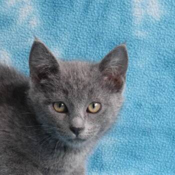 Olympia 53021 -  Domestic Short Hair Cat for Adoption in Eureka, California - Olympia 53021 | PetCurious