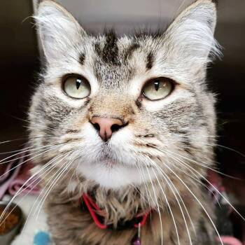 Daisy -  Domestic Medium Hair Cat for Adoption in Logan, Utah - Daisy | PetCurious