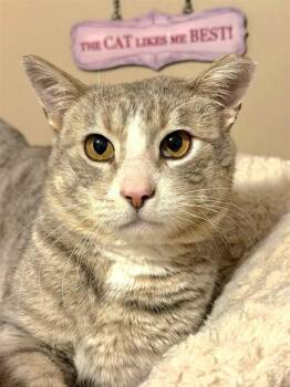 Domestic Short Hair Cats Available for Adoption in St. Peters, Missouri - SAM | PetCurious