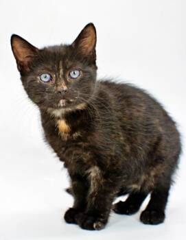 Muffin -  Domestic Short Hair Cat for Adoption in Morton Grove, Illinois - Muffin | PetCurious
