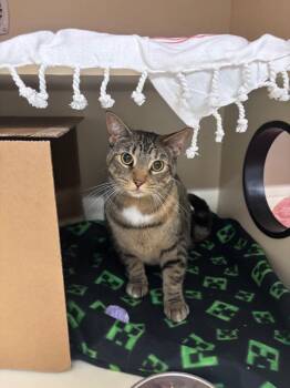 Vivian -  Domestic Short Hair Cat for Adoption in Bloomington, Indiana - Vivian | PetCurious