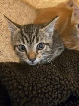 TIGGER -  Domestic Short Hair Cat for Adoption in Louisville, Kentucky - TIGGER | PetCurious