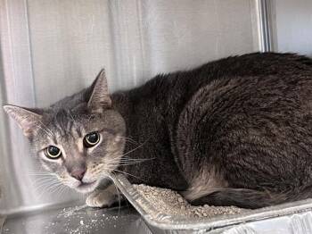 SHAWN -  Domestic Short Hair Cat for Adoption in Tustin, California - SHAWN | PetCurious