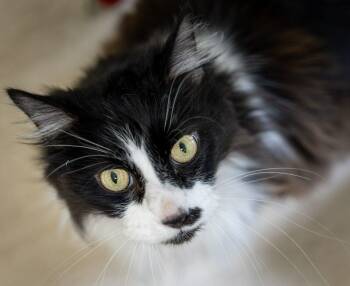 Rescue Domestic Long Hair Cats for Adoption in Arlington, Washington - Bunz (Rudy Valentino) | PetCurious