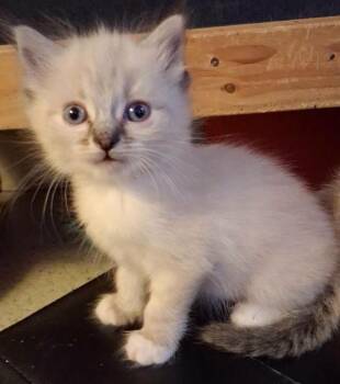 Faye -  Ragdoll and Siamese Cat for Adoption in Libby, Montana - Faye | PetCurious