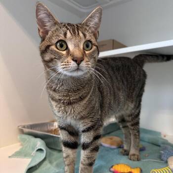 Markus -  Domestic Short Hair Cat for Adoption in Greensboro, North Carolina - Markus | PetCurious