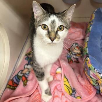 Lime -  Domestic Short Hair Cat for Adoption in Inwood, West Virginia - Lime | PetCurious