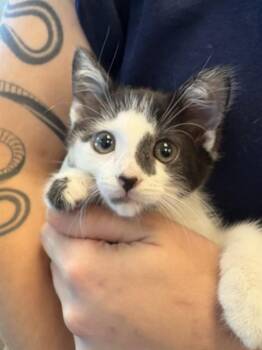SUMMER -  Domestic Short Hair Cat for Adoption in Leesburg, Virginia - SUMMER | PetCurious