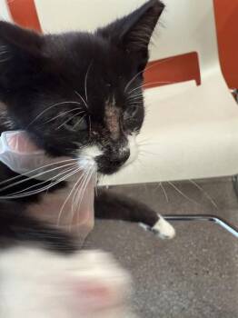 MICHAEL MYERS -  Domestic Short Hair Cat for Adoption in Louisville, Kentucky - MICHAEL MYERS | PetCurious