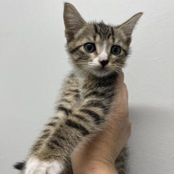 HC Boy -  Domestic Short Hair Cat for Adoption in Fairfax Station, Virginia - HC Boy | PetCurious