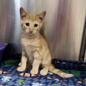Birkin (Zuul) -  Domestic Short Hair Cat for Adoption in Dixon, Illinois - Birkin (Zuul) | PetCurious