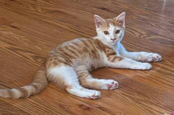 Handstand -  Domestic Short Hair Cat for Adoption in Morgantown, West Virginia - Handstand | PetCurious