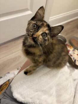 Calypso -  Domestic Short Hair Cat for Adoption in Cary, North Carolina - Calypso | PetCurious