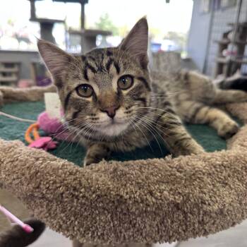 Domestic Short Hair Cats Available for Adoption in Blaine, Minnesota - Brooks | PetCurious