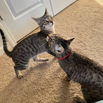 Domestic Short Hair Cats Available for Adoption in Asheville, North Carolina - Larry | PetCurious