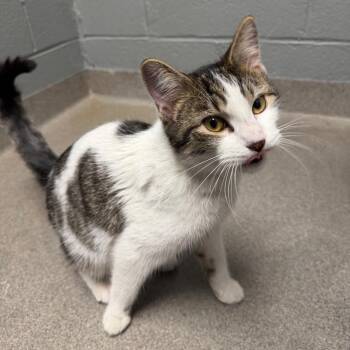 Domestic Short Hair Cats Available for Adoption - Crayola | PetCurious
