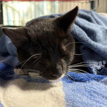 Tuxedo Cats Available for Adoption - Domino | PetCurious