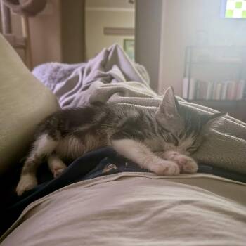 Imported Obsidian 27 -  Domestic Short Hair Cat for Adoption in Austin, Texas - Imported Obsidian 27 | PetCurious
