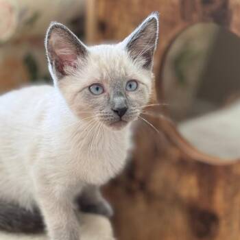 Siamese Cats Available for Adoption in Chesapeake, Virginia - Harlow | PetCurious