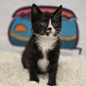 Acadia -  Domestic Short Hair Cat for Adoption in Effingham, Illinois - Acadia | PetCurious