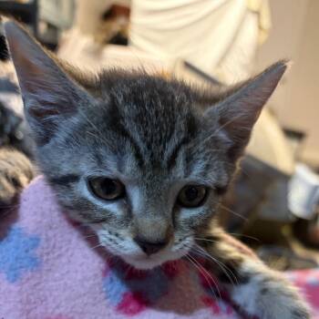 Juliet -  Domestic Short Hair Cat for Adoption in Waldorf, Maryland - Juliet | PetCurious
