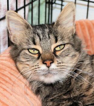 Minion -  Domestic Medium Hair Cat for Adoption in Cincinnati, Ohio - Minion | PetCurious