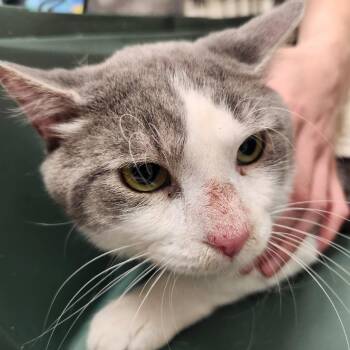 Professor Mouse -  Domestic Short Hair Cat for Adoption in Oshkosh, Wisconsin - Professor Mouse | PetCurious