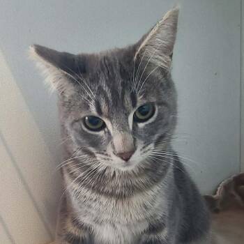 Domestic Short Hair Cats Available for Adoption - Lucky | PetCurious