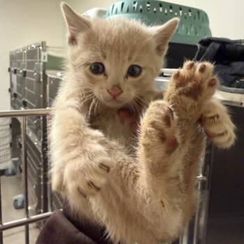 Frankie -  Domestic Short Hair Cat for Adoption in Cody, Wyoming - Frankie | PetCurious