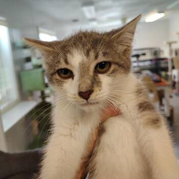 Burrito -  American Curl Cat for Adoption in Indiana, Pennsylvania - Burrito | PetCurious