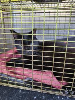 Domestic Short Hair Cats Available for Adoption in San Antonio, Texas - ROSARITA | PetCurious