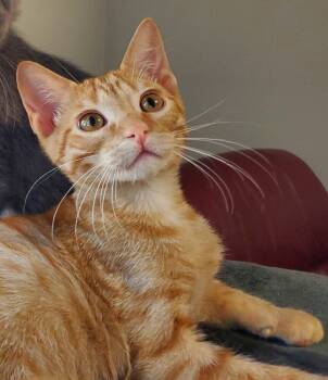 Rescue Domestic Short Hair Cats for Adoption in Papillion, Nebraska - Marty | PetCurious