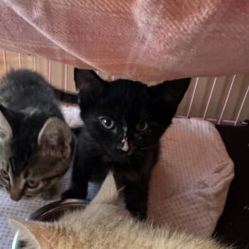 Barika -  Domestic Short Hair Cat for Adoption in Priest River, Idaho - Barika | PetCurious