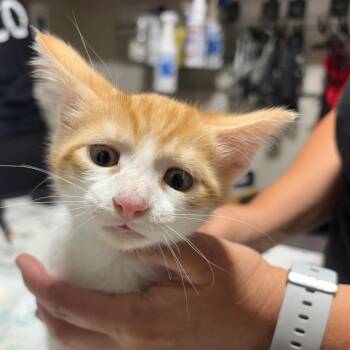 Domestic Short Hair Cats Available for Adoption in Milton, Florida - Squeegee | PetCurious