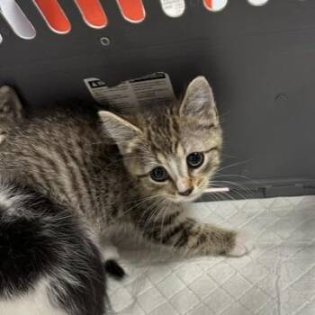 Pencil -  Domestic Short Hair Cat for Adoption in Indianapolis, Indiana - Pencil | PetCurious