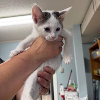 Bobby -  Domestic Short Hair Cat for Adoption in Johnson City, Tennessee - Bobby | PetCurious