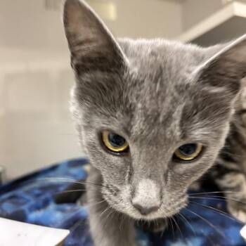 Nutmeg -  Domestic Short Hair Cat for Adoption in Redwood City, California - Nutmeg | PetCurious