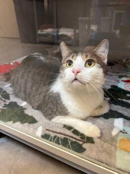 Domestic Short Hair Cats Available for Adoption in Liverpool, New York - Reed | PetCurious