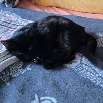 Rescue Domestic Short Hair Cats for Adoption in Evanston, Illinois - Pez | PetCurious