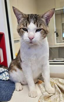 Derrick -  Domestic Short Hair Cat for Adoption in Fremont, Ohio - Derrick | PetCurious