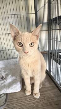 Domestic Short Hair Cats Available for Adoption in White Bluff, Tennessee - Myles | PetCurious