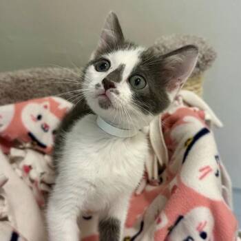 Zigzag -  Domestic Medium Hair Cat for Adoption in Walnut Creek, California - Zigzag | PetCurious