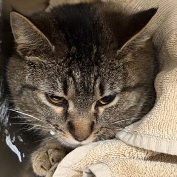 Domestic Short Hair Cats Available for Adoption in Cumming, Georgia - Kaily | PetCurious
