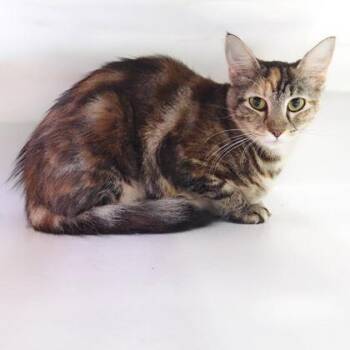 Princess -  Domestic Short Hair Cat for Adoption in Largo, Florida - Princess | PetCurious