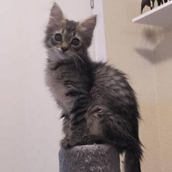 Pepper -  Domestic Medium Hair Cat for Adoption in Prescott, Arizona - Pepper | PetCurious