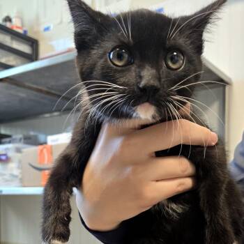 Domestic Short Hair Cats Available for Adoption - Johnson | PetCurious