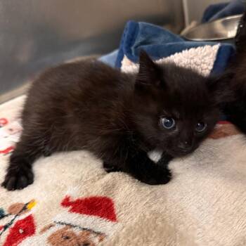 Domestic Short Hair Cats Available for Adoption in Gloucester, Virginia - Mothman Jr. | PetCurious